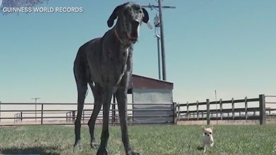 The world's biggest and smallest dogs meet for a playdate
